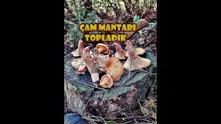 ÇAM MANTARI SERÜVENİM HER YER MANTAR OF OF