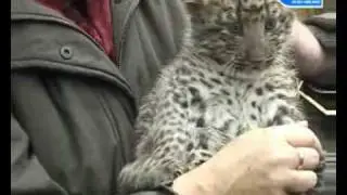 Nachwuchs Hagenbeck Leoparden