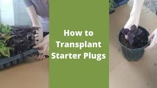 How to Transplant Starter Plugs