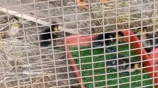 Пополнение, подсадная утка вывела утят, а так же скворцы и курица своих малышей