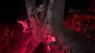 Two weeks ago hunt