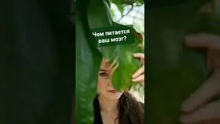 Чем питается ваш мозг? 