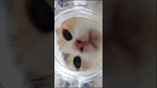 котик пьëт водичку