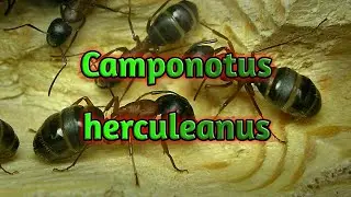 Camponotus herculeanus. Красногрудый муравей древоточец. Жизнь в природе и содержание. Энциклопедия.