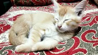 The kitten's sleeping face is too cute!