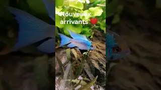 Nouveaux arrivants 👍 Mikrogeophagus électrique bleu ❤️❤️❤️ #aquariophilie #aquarium #aquariumhobby