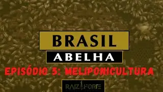Bee Brazil - Episode 5 - Meliponiculture (Stingless bees breeding)