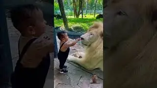 lion vs kid.. 