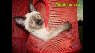 Motel for cats - гостиница для кошек Самара