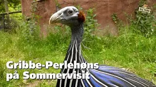 Gribbeperlehøns