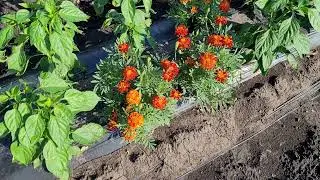 Pepper. Field review as of June 30, 2021.
