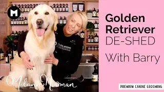 How to de-shed and groom a Golden Retriever.