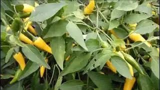 Yellow Chili Pepper. Желтый перец чили