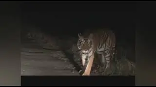 Captured raw images of wild tigress entered our village.