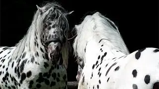 Amazing Horse - Noriker