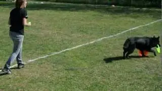Disc Dog Spilimbau Molly e Silvia 01-04-2012