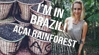 HOW DOES ACAI GROW? Belem, Amazon Jungle in Brazil | The Acai Channel EP03
