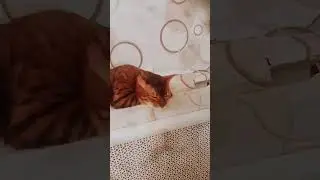 #смешныекот #кошка