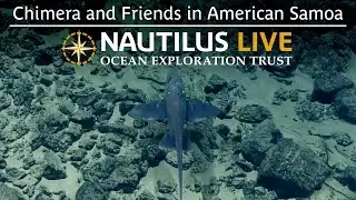 Chimera and Friends in American Samoa | Nautilus Live