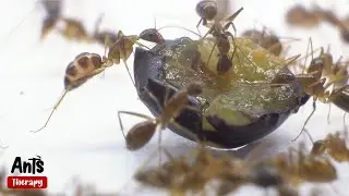 Ants Eating Blueberry in 4K Macro