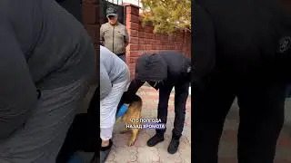 The dog stopped stepping on the paw 
