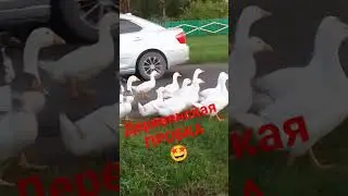 лапчатые пешеходы)))