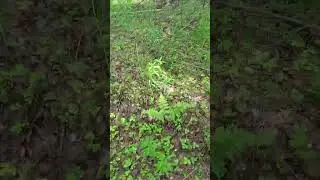 цветение лесной земляники.