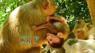 DON'T HATE ME MUMMY....POOR LITTLE BABY MONKEY CRYING HURT BY NASTY MOM