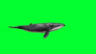 Whale 🐋 Really Green screen video background  VFX effect caroma key  #nikslivegreenscreenvideo