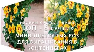 ROSE//ТОП-6 лучших мини- плетистых роз для выращивания в контейнерах
