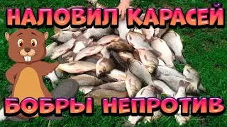 Fishing for crucian carp in beaver lake