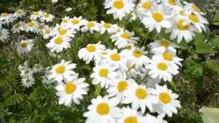 ФУТАЖ Белые ромашки
