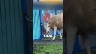 SMART COW