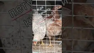 Петушок или курочка? Петушок за палец хватает. 