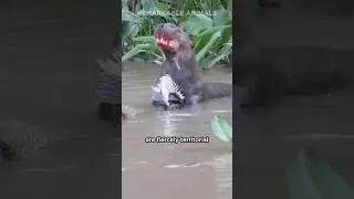 Aquatic Honey Badger