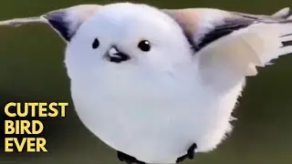 The Most Cute Bird In Japan - Shima Enaga