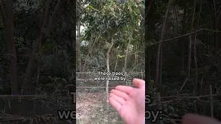 Our tree hero Malati 💚