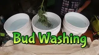 Week 12 Autoflowers & Autopots (Bud Washing)