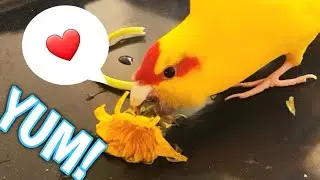 KAKARIKIS LOVE DANDELIONS 🤩👍