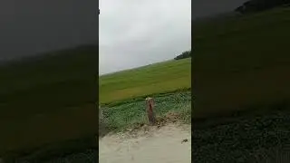 Nature | Rice Field