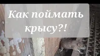 Как поймать крысу?!