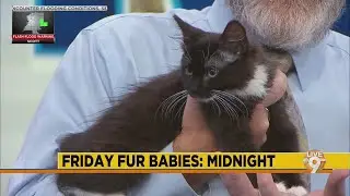 Friday Fur Babies: Midnight