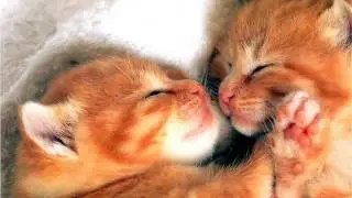 Котенок Барсик с кошкой Муркой