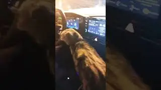 кошка орёт