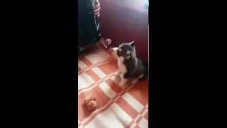 Подарили Отцу собаку, думали вернёт, а пришел к ним - ПОЮТ!