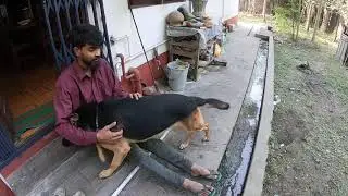 DOG LOVES YOU