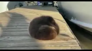 Baby Otter Rolls Down Wooden Dock to its Mother