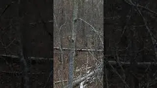 Deer stand action