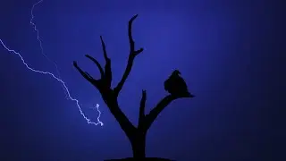 Richard Readey - Vultures Out Tonight