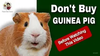 Don't Buy Guinea Pig Before Watching This Video.